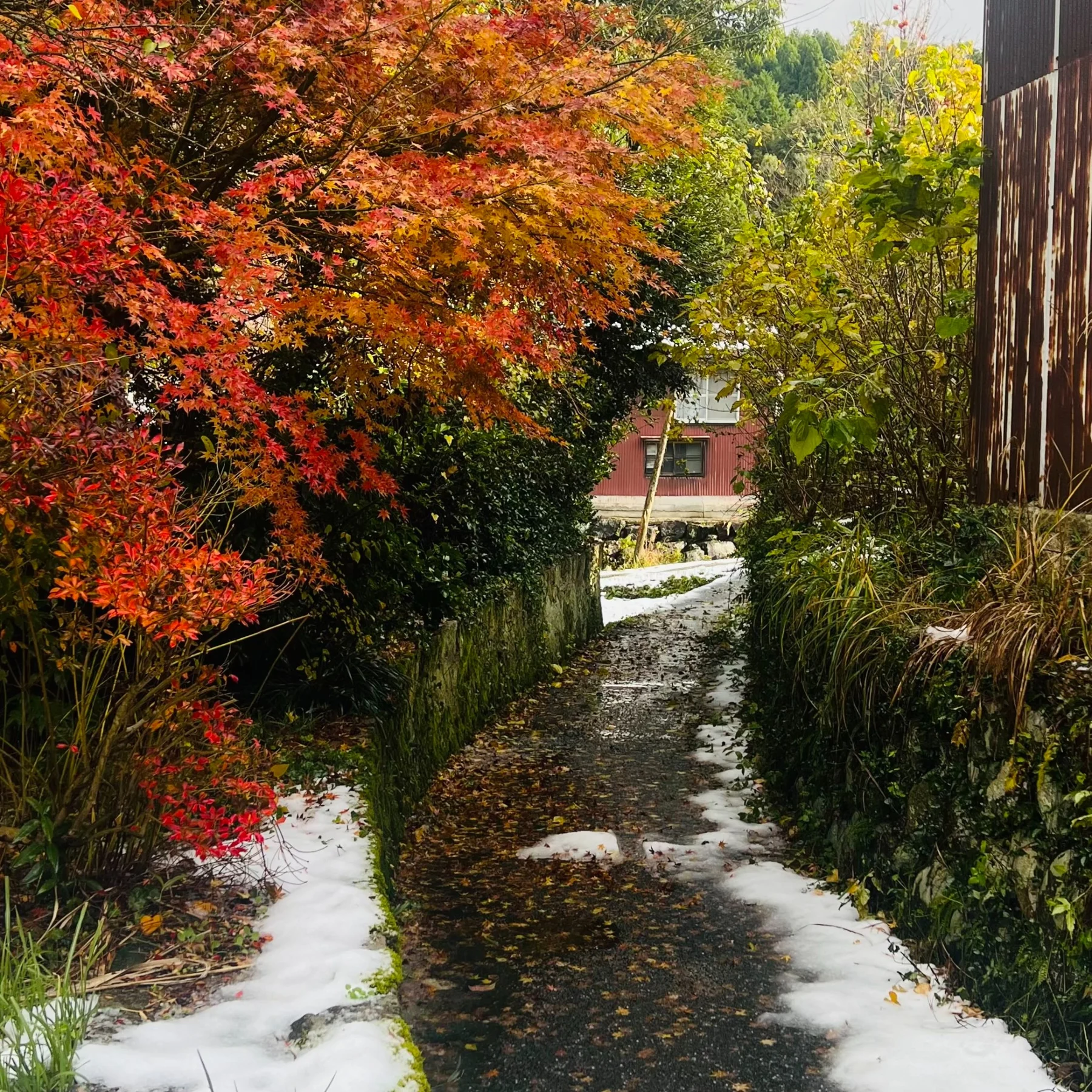 紅葉と石垣に囲まれた、雪の残る小道
